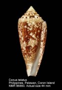 Conus telatus (3)